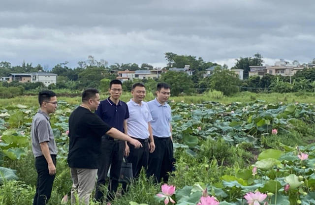 为打造“东江创谷”示范带,助力“东江莲韵”典型村片区建设,工作队助力仙塘镇引进太空莲产业,连片打造太空莲景观,推进种植基地和加工基地建设 为打造“东江创谷”示范带,助力“东江莲韵”典型村片区建设,工作队助力仙塘镇引进太空莲产业,连片打造太空莲景观,推进种植基地和加工基地建设
